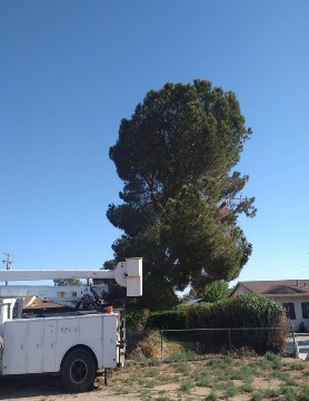 Pine Tree Very Bushy Needs A Trim